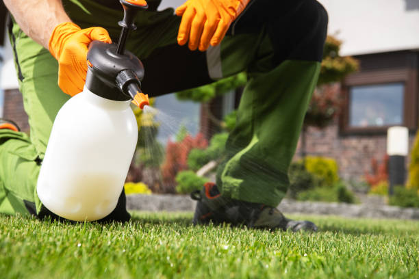 Best Termite Control Services  in Ames Lake, WA