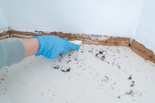 Best Wasp Removal Services  in Ames Lake, WA